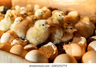 Hatching eggs in incubator. Group of small cute newborn chicks