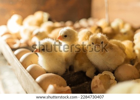 Hatching eggs in incubator. Group of small cute newborn chicks Stockfoto © 