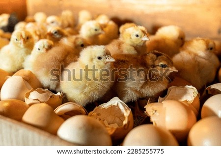 Hatching eggs in incubator. Group of small cute newborn chicks