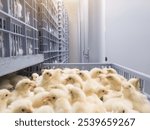 Hatching eggs in modern incubator hatchering machine, A newborn chicken is knocked out of an eggs ,brood of small chicks. High Technology of newborn chicken  production.