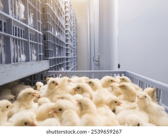 Hatching eggs in modern incubator hatchering machine, A newborn chicken is knocked out of an eggs ,brood of small chicks. High Technology of newborn chicken  production. - Powered by Shutterstock