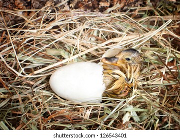 572 Mallard duck eggs and nest Images, Stock Photos & Vectors ...