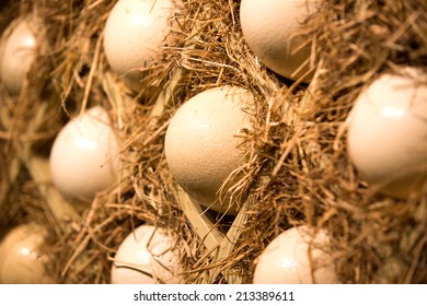 Hatching Ostrich Eggs.