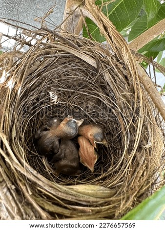 Hatchling or baby birds in bird nest
