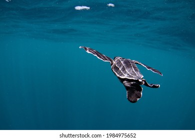 Hatchling Leatherback Sea Turtle Swimming Out In Open Water. 