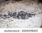 Hatchling loggerhead sea turtles instinctively boil out from the egg chamber and head for the ocean.