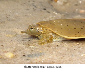 Spiny softshell turtle Images, Stock Photos & Vectors | Shutterstock