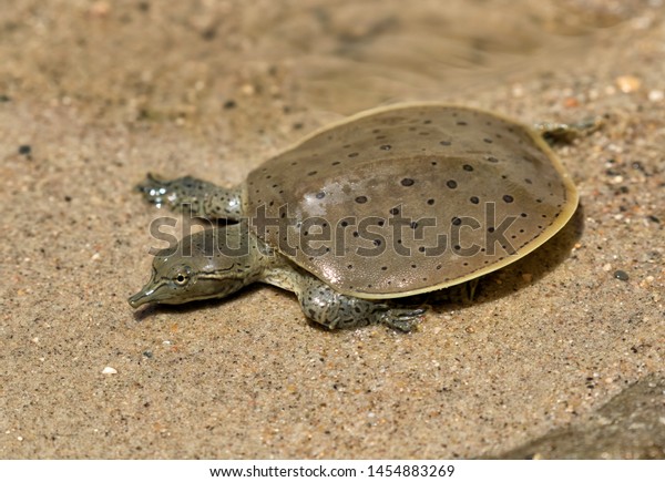 Hatchling Spiny Softshell Turtle Apalone Spinifera Stock Photo (Edit ...