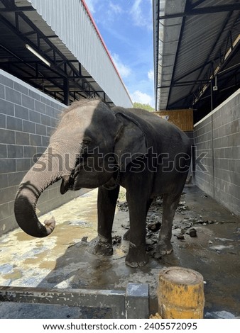 Hatyai Elephant Feeding and Tracking Thailand