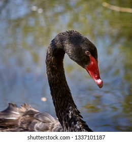 A haughty Black Swan reveals the intensity of its gaze.