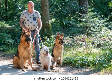 Haulerwijk, The Netherlands - September 02 2020 A tough tattooed man with his 2 German shepherds and an old English bulldog. The dogs are on a leash. They all look down the forest path. The