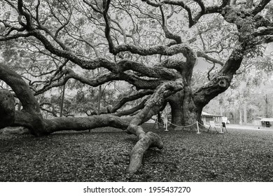 The Haunted Angel Oak Tree. The Famous Live Oak Tree In South Carolina Is One Of The Oldest Trees In The United States. It Is Reportedly Haunted By The Ghosts Of Former Slaves And Native Americans.