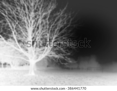 Nebelbaum Baum Nacht