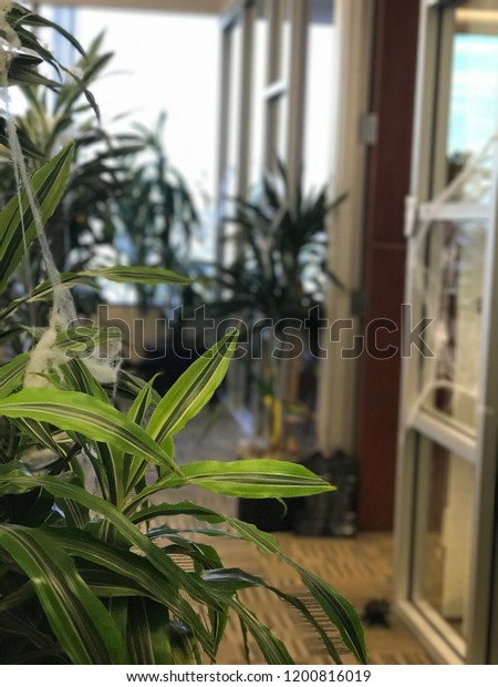 Haunted Jungle Office Halloween Decoration Stock Photo Edit Now