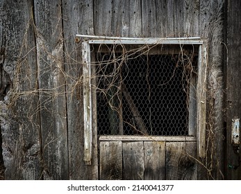 A Haunting Image Of A Dilapidated Window From An Old Chicken Coop With The Remains Of A Vine Dead Vines