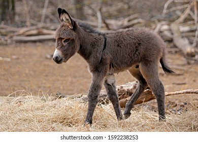 Hausesel (Equus Asinus Asinus), Donkey