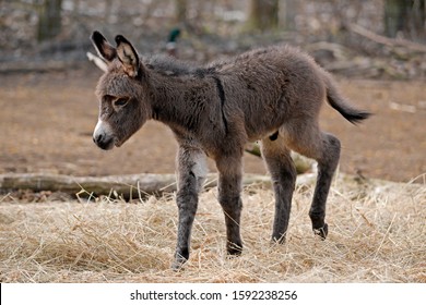 Hausesel (Equus Asinus Asinus), Donkey