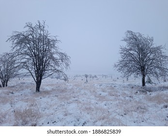 Hautes Fagnes, Belgium - December 12 2020: Snow landscape with two trees - Image bij Raphaella Goyvaerts
