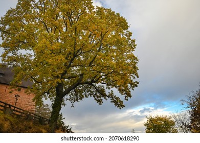 Haut-Koenigsbourg Castle In Autumn, Alsace,  France