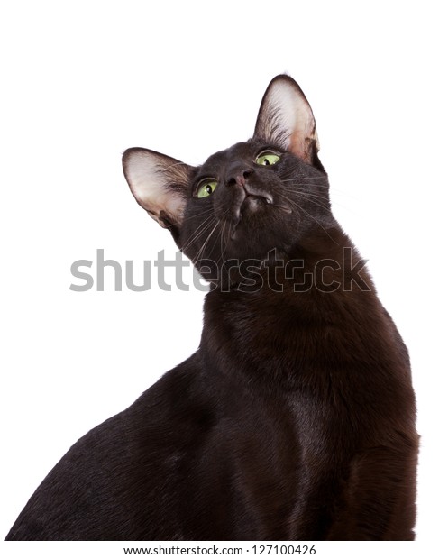 Havana Colored Oriental Shorthair Cat Isolated Stock Photo Edit