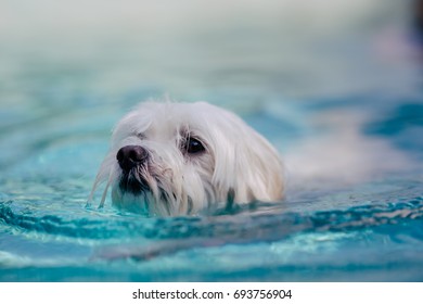 68 Frise de bichon Images, Stock Photos & Vectors | Shutterstock