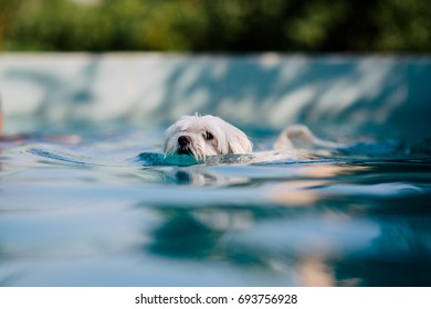 68 Frise de bichon Images, Stock Photos & Vectors | Shutterstock