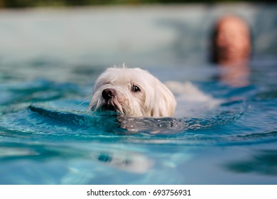 68 Frise de bichon Images, Stock Photos & Vectors | Shutterstock