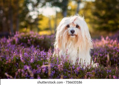 Havanese Dog