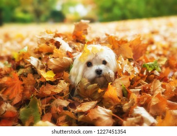 Havanese Dog In Autumn