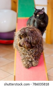 Havanese Dog And A Cat Sitting On A Seesaw In An Animal Physiotherapy Office