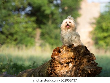 Havanese Dog In Nature