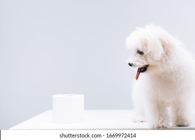 Havanese dog near roll of toilet paper on white surface isolated on grey