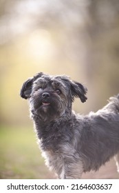 Havanese Dog Portrait, Outside, Blurred Background