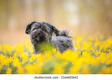 Havanese Dog Portrait, Outside, Blurred Background