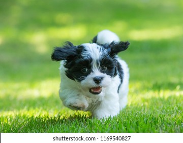 Havanese Puppy Dog