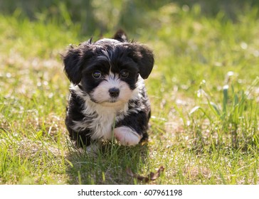 Havanese puppy dog in the meadow - Shutterstock ID 607961198