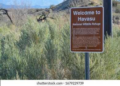 Havasu National Wildlife Refuge At Lake Havasu, Lower Colorado River, Arizona USA