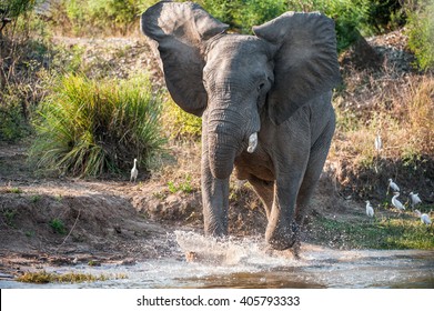 Have angered. Running African savanna elephant (The African bush elephant ( Loxodonta africana) on The river Zambezi. Zambia. Africa