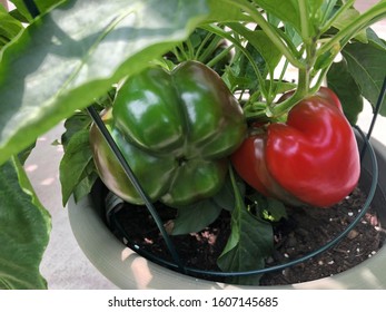 I Have Grown Two Healthy Looking Capsicums In My Garden, Portrait Photo Taken By Mobile Device.