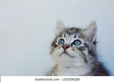 Kucing Cantik Images, Stock Photos u0026 Vectors  Shutterstock