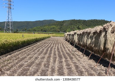 Havested rice field
