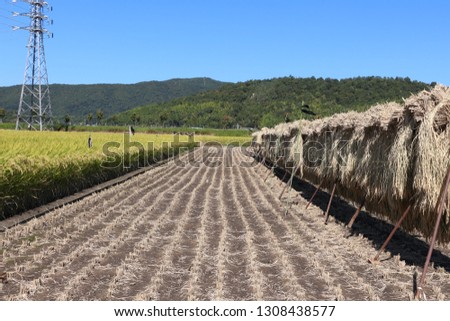 Havested rice field