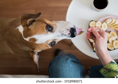 Having Breakfast With Pets At Home. Funny Dog Licks Peanut Butter From Spoon,  Indoor Lifestyle, Morning Meals And Coffee