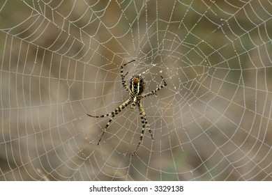 Having completed its web, a spider awaits its prey. Morning dew enhanced spiderweb's visibility nicely.