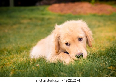 Having A Day Off, Hanging At Backyard! Golden Retreiver Portrait In The Nature With Green Nature