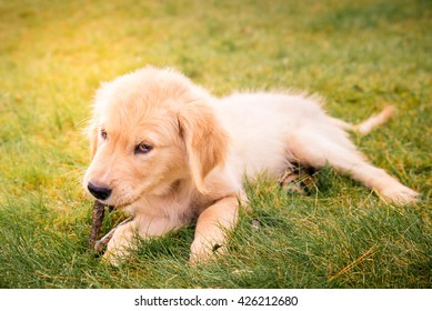 Having A Day Off, Hanging At Backyard! Golden Retreiver Portrait In The Nature With Green Nature