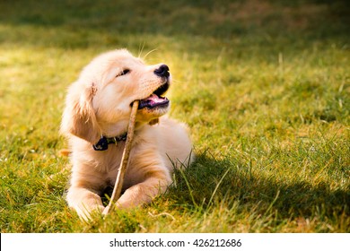 Having a day off, hanging at backyard! Golden Retreiver Portrait in the nature with green nature