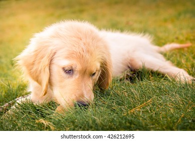 Having A Day Off, Hanging At Backyard! Golden Retreiver Portrait In The Nature With Green Nature