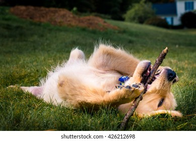 Having A Day Off, Hanging At Backyard! Golden Retreiver Portrait In The Nature With Green Nature