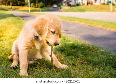 Having A Day Off, Hanging At Backyard! Golden Retreiver Portrait In The Nature With Green Nature